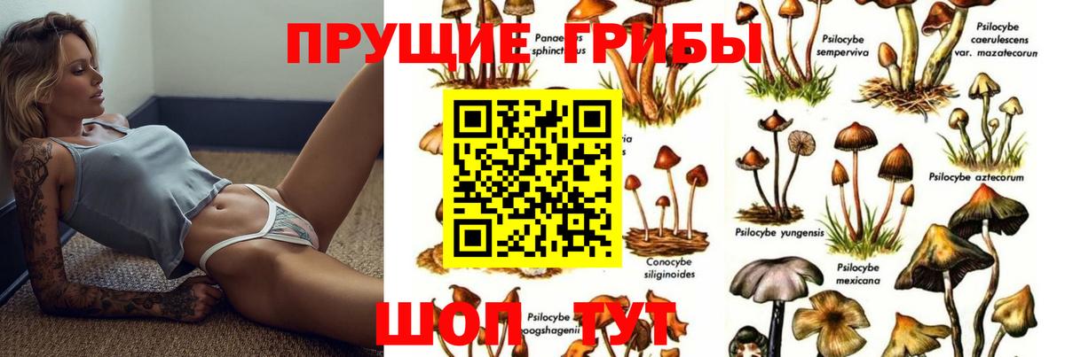 Галлюциногенные грибы Psilocybe Валуйки
